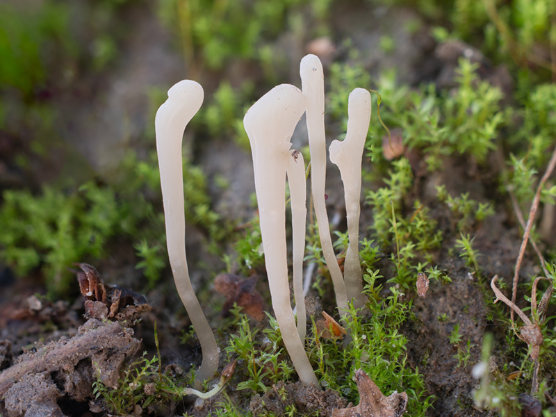 Clavaria falcata